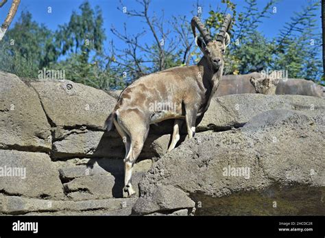 Nubian Ibex Climbing Rocks, Great Horns Stock Photo - Alamy