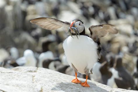 Best Atlantic Puffin Eating Fish Stock Photos, Pictures & Royalty-Free ...