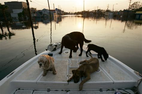 32 Harrowing Photos of the Hurricane Katrina Aftermath - [site:name ...