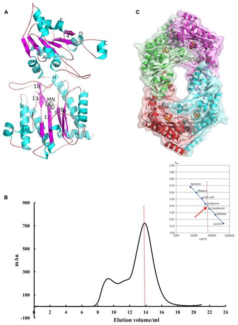 Frontiers | Structure–Function Relationship of Aminopeptidase P from ...