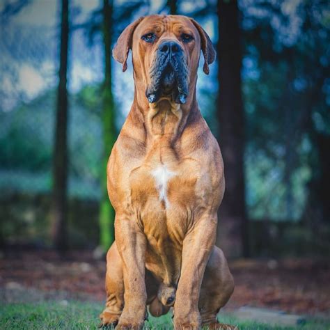 South African Boerboel - List of Guard Dogs - DogAppy - This dog breed ...