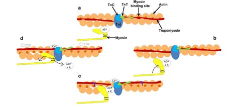 Schematic diagram of the cross-bridge cycle. a ATP binds to the... | Download Scientific Diagram