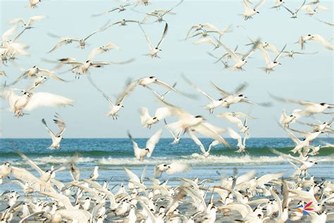 The Migration of the White Pelicans - Walking Among Birds