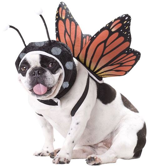 California Costumes Monarch Butterfly Dog Costume, Large - Chewy.com | Dog halloween costumes ...