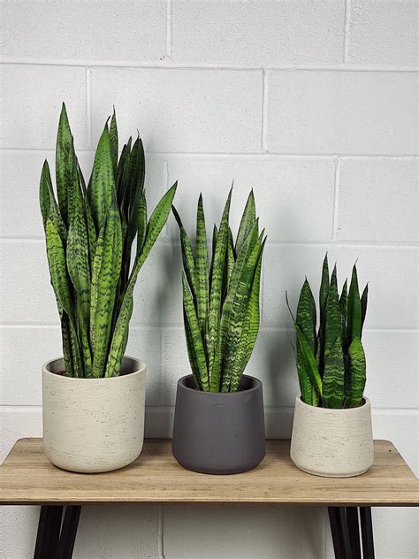 Snake Plant | Sansevieria Zeylanica- Next Day Delivery – Quirky Plants