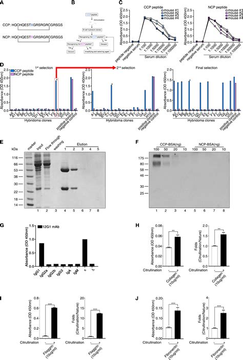 Frontiers | Pathogenic Role of Circulating Citrullinated Antigens and Anti-Cyclic Monoclonal ...