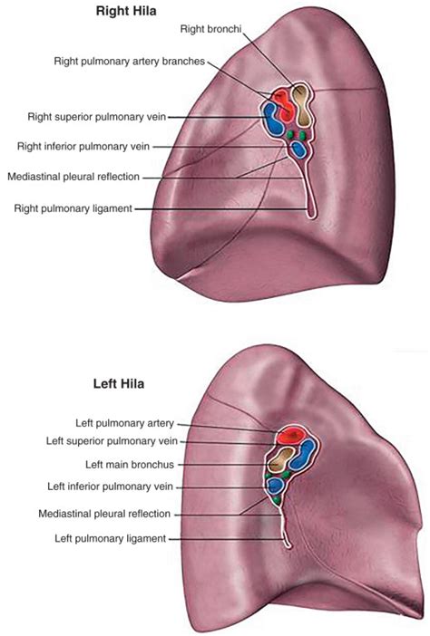 Normal Anatomy of the Lungs | Radiology Key