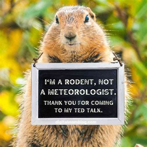 Groundhog Day Memes And Funny Groundhog Memes For 2022 | Happy ...