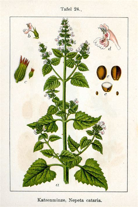 Catnip and Catmint Plants: Interesting Herbs and Their Uses - Owlcation