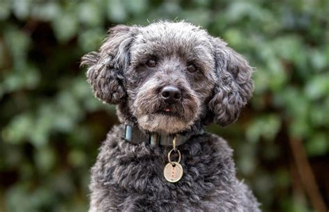 Schnoodle Dog Breed Guide – Everything you need to know!