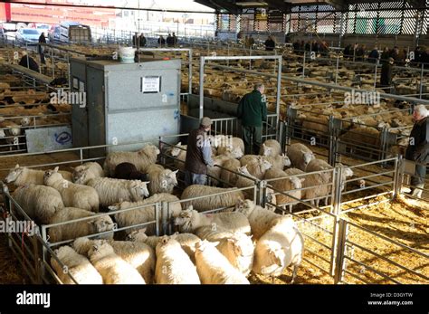 Melton Mowbray Cattle Market,Leicestershire England Stock Photo - Alamy