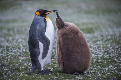 King Penguin Mother and Chick | Sean Crane Photography