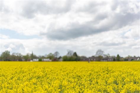 Premium Photo | Rapeseed fields during spring