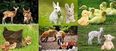 Spring Animals | Realistic Stuffed Animals & More | Douglas Cuddle Toy