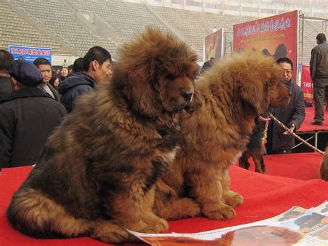 Tibetan Mastiff, "Big Splash," sells for $1.5 million, world's most expensive dog - CBS News