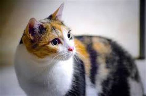 Siamese vs Calico - Breed Comparison | MyCatBreeds