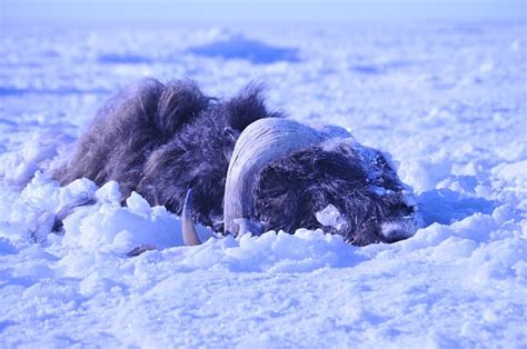 Chitchat - Ice Age in action: Alaskan musk oxen buried alive by 'ice ...