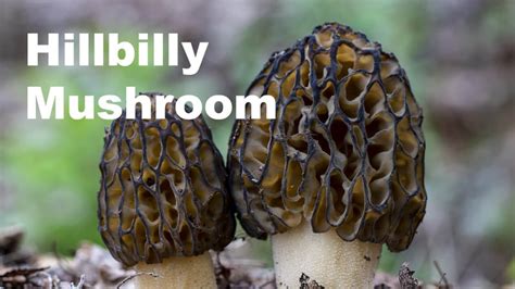 Hillbilly Mushroom - Agri Innovation Hub