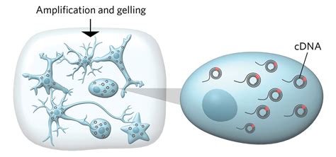 Infographic: Visualizing Gene Expression | The Scientist Magazine®