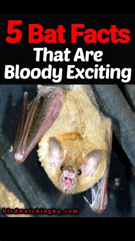 17 FUN Facts About Bats You Can't Resist! (2022) | Bat facts, Fun facts ...