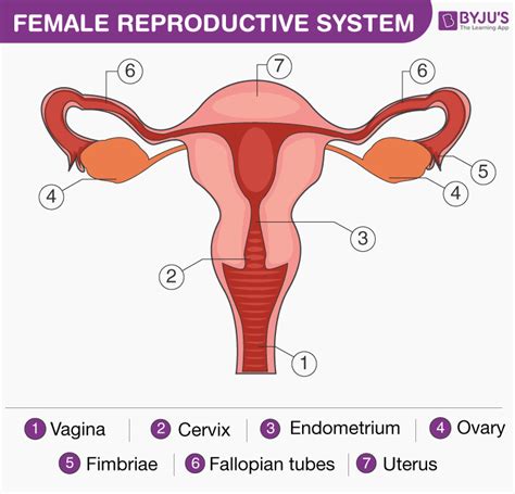 Reproductive System Female Diagram