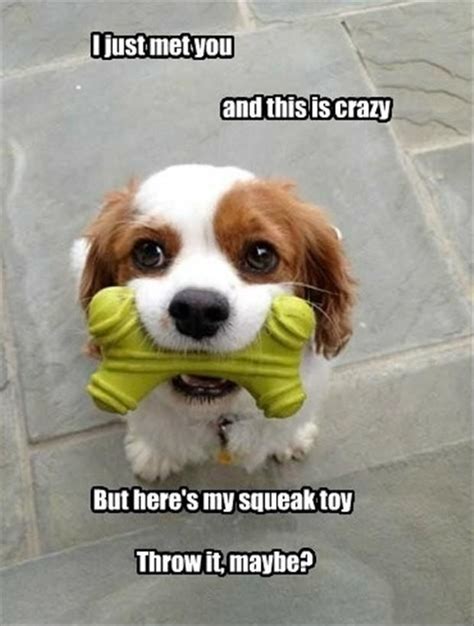 Throw it, maybe? | Funny animal quotes, Funny dog memes, Cute animal memes