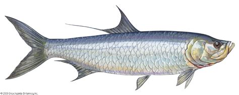 tarpon fish - Clip Art Library