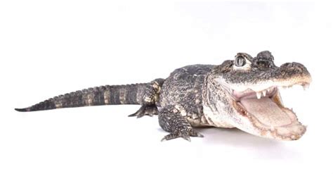 Chinese Alligator - A-Z Animals