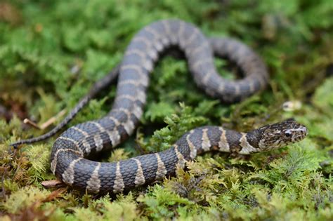 Common Watersnake (Nerodia sipedon) - Amphibians and Reptiles of South ...