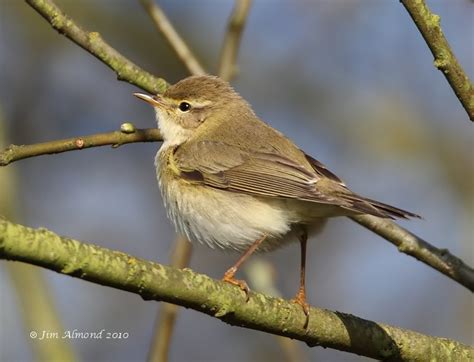 Species Gallery - Willow Warbler