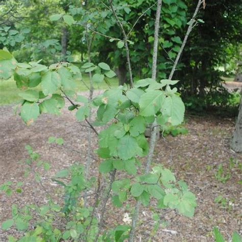 Lovely Shadbush (Amelanchier sanguinea) - Garden.org