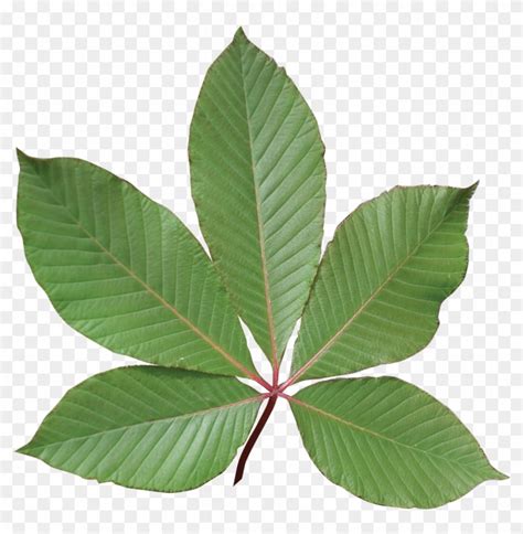 Image Result For Buckeye Leaf - Red Buckeye Tree Leaf, HD Png Download ...