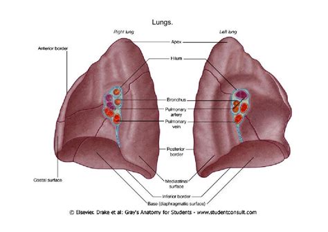 Root Of The Lung - cloudshareinfo