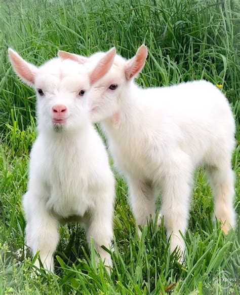 Standard Size Goat Deposit | Harmony Lane Farms