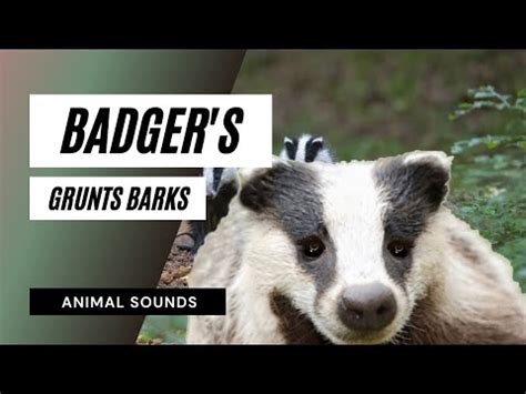 The Animal Sounds: Badger's Grunts, Barks / Sound Effect / Animation - YouTube