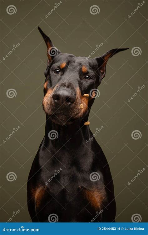 Doberman funny action shot stock photo. Image of companion - 254445314