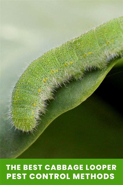 Cabbage Looper (Trichoplusia ni) Control and Identification (Pictures ...