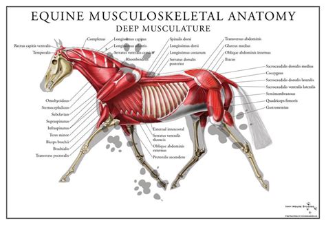 Full color poster of the equine deep muscular system. Perfect for a classroom or clinical ...