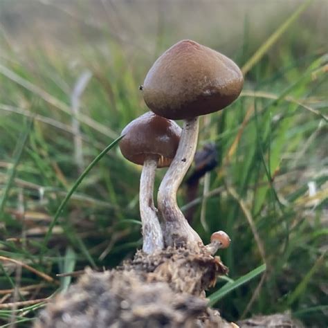 Psilocybe fimetaria · iNaturalist