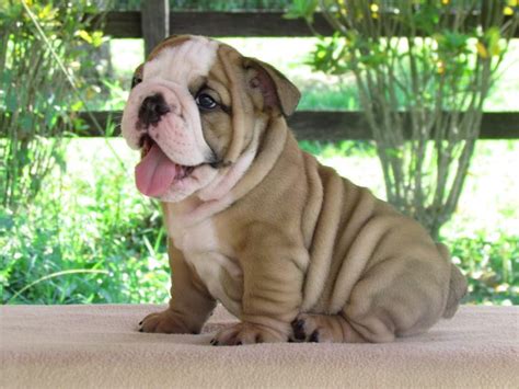 Pets Pakistan - English bulldog puppies