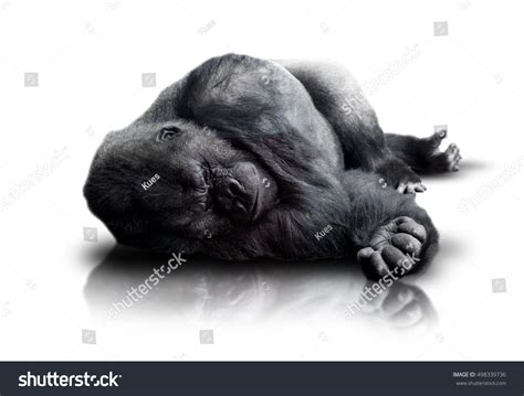 Dead Gorilla Stock Photo 498339736 | Shutterstock