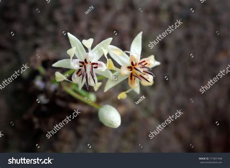 31,402 Cocoa flower Images, Stock Photos & Vectors | Shutterstock