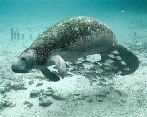 West Indian Manatee Facts Habitat Diet Adaptations Pictures - Riset