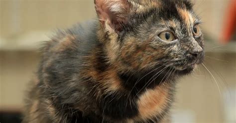 In pictures: Meet one of Scotland's rarest cats - Harry the MALE tortoiseshell - Daily Record