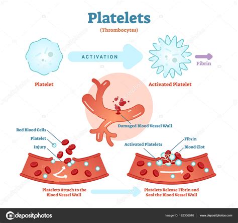 Platelets or thrombocyte activation fibrin in blood vessel vector ...