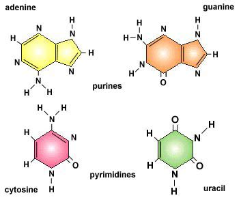 Nitrogenous Bases in RNA