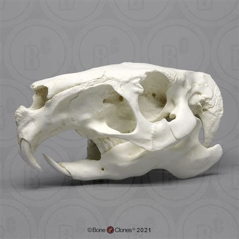 Capybara Skull - Bone Clones - Osteological Reproductions