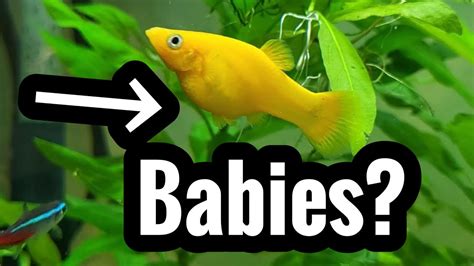 Pregnant Molly Fish with Babies? Help – HousePetsCare.com