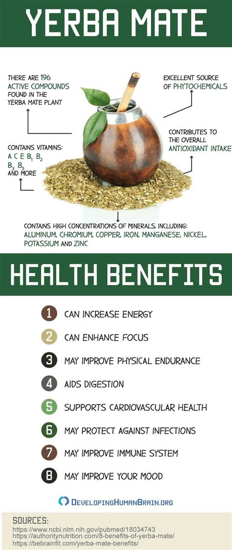 Yerba Mate for the Brain – All You Need to Know