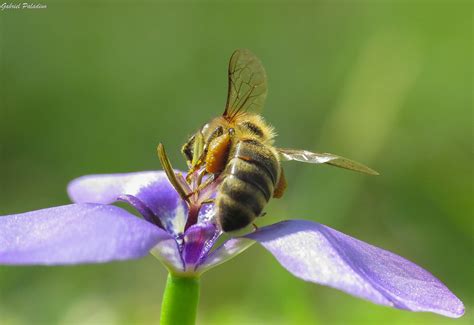 Apis mellifera | Scientific classification Kingdom:Animalia … | Flickr